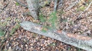 Мотоцикл Урал с двигателем от мотоблока.