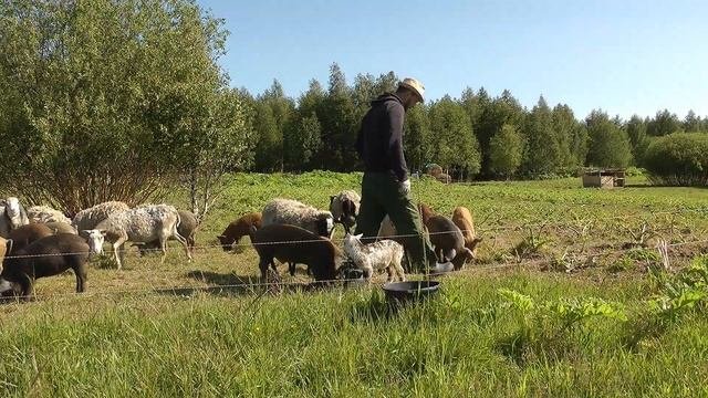 Новая техника, мотоблок по дешёвке, окашиваю участок и дорогу. #Большаяземля!