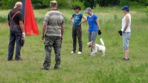 фокстерьер . демонстрация послушания при сильных раздражающих факторах