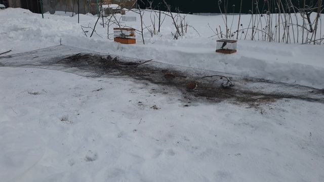 Ловля певчих птиц 2021. Щеглы, чечетки, чижи, зеленушки. (4К) смотреть онлайн