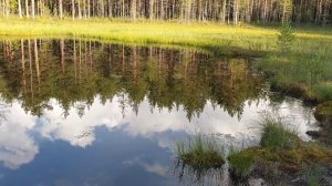 Разведение рыбы в своем пруду - заселение карася.