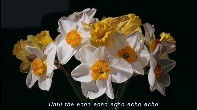 echo and the daffodil original