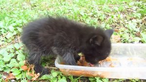 Baby kitten meow very loud on the street