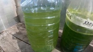 Хлореллу вырастить в домашних условиях - это реально!