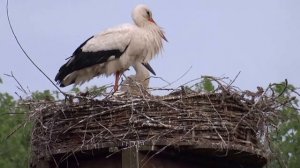 White Storks Nest Vondelpark Amsterdam Holland  - Ooievaarsnest Vondelpark