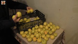 Яблоки "Свердловчанин". Тестируем как хранятся.