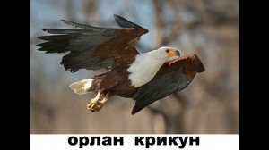 Виды орлов