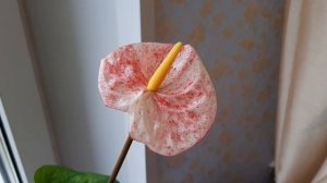 АНТУРИУМ. Коллекция редких антуриумов #10. Антуриум Hawaii (Гавайи) на канале "Цветочная фея".
