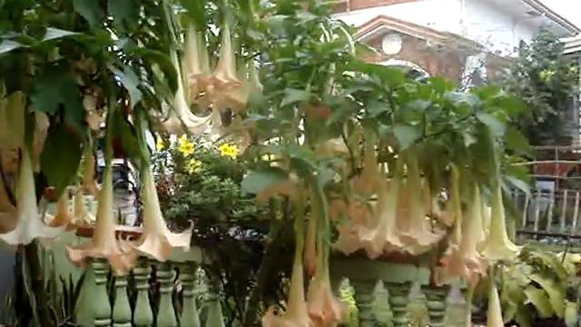 ANGEL'S TRUMPET смотреть онлайн