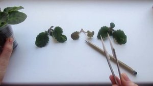 Быстрое Размножение Фиалки Пасынками/ Отделяю И Укореняю ПАСЫНКИ
