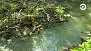 Четыре водных объекта в Пензенской области в этом году расчистят от мусора и ила