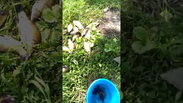 Ловля карася ранней весной на донку смотреть онлайн