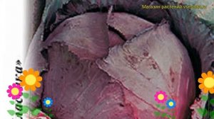 Капуста краснокочанная Ранняя красавица. Краткий обзор, описание характеристик brássica olerácea