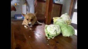 ► Собака, которая очень любит капусту)