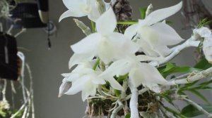 "사향  향수 향기~ " 덴드로비움 파리쉬 알바 Dendrobium  parishii var. alba │사향석곡 | 화이 Orchid Story