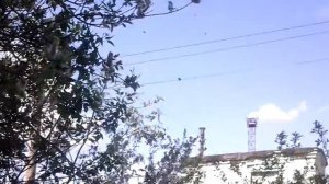 Пчелы не кусаются