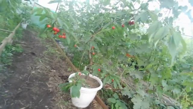Черешня в кадке созрела. смотреть онлайн