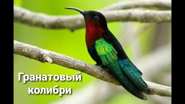 Основные виды колибри (30 видов) ????