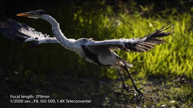 Sony Lens FE 100-400mm | F4.5-5.6 GM OSS | Lens Expert Tips смотреть онлайн