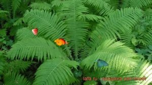 Страусник обыкновенный (matteuccia struthiopteris) ? страусник обзор: как сажать рассада страусника