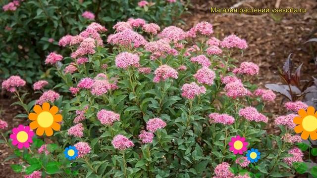 Спирея японская Суперзвезда. Краткий обзор, описание характеристик spiraea japonica Superstar