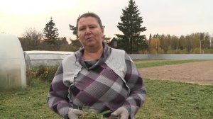 Запахиваем сидераты