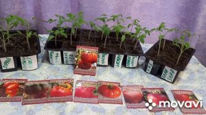 Семена от Валерия Медведева.Пикировка томатов🍅