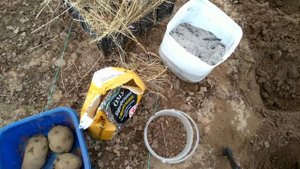 Сажаю картофель "Сынок" новым способом!!