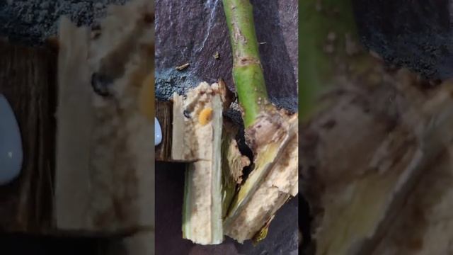 Внимание! Розанный пилильщик (личинка) смотреть онлайн