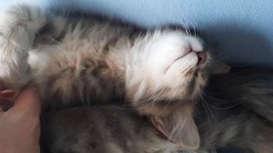 как вообще можно так спать?