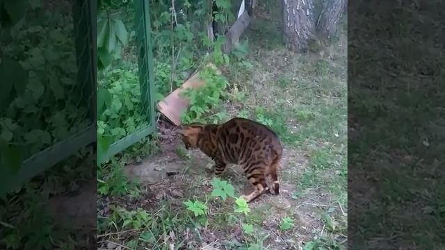 ЗаМЫШАтельная жизнь смотреть онлайн