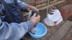 Выделка шкур кролика.  мездрение