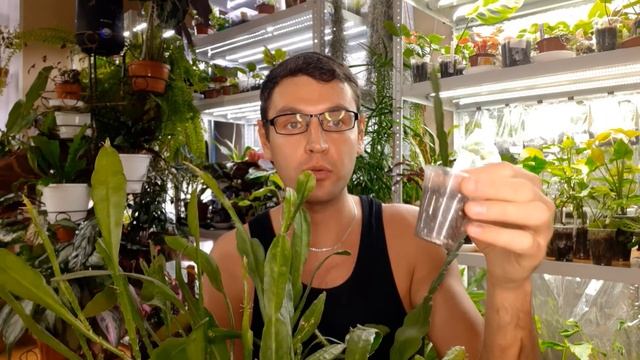 Эпифиллумы/Лесные кактусы/ Уход/Размножение/Проблемы смотреть онлайн