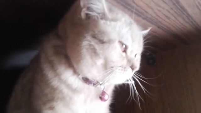 Сильная независимая женщина😍 смотреть онлайн