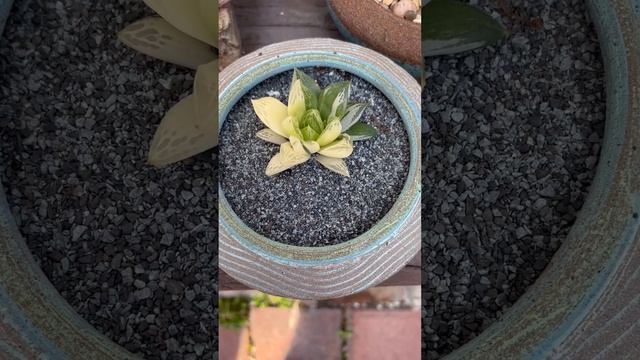 Haworthia cymbiformis variegata "Cathedral Window Haworthia"