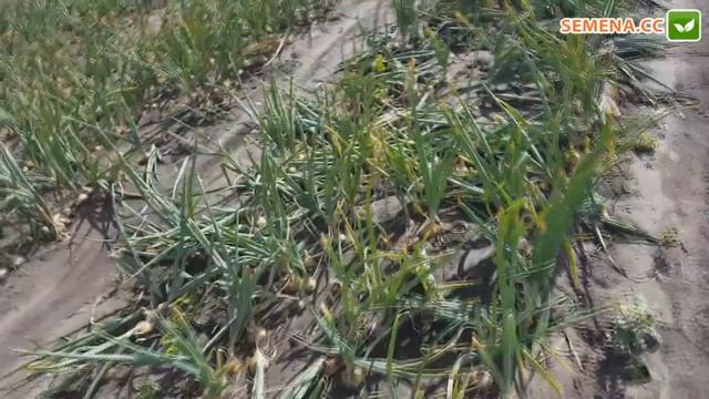 Форум цибуля (Lucky Seed) Культура в полі смотреть онлайн