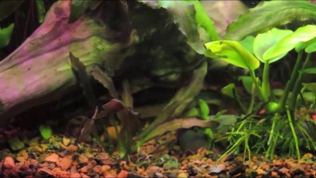 Сиамский водорослеед (Crossocheilus siamensis). САЕ (Siamese Algae Eater) смотреть онлайн