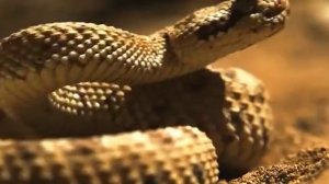 Гремучая змея против пустынной мыши