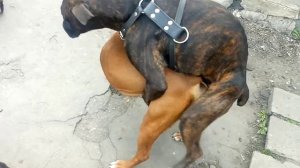 +16 Вязка Немецких боксеров Тайсона и Адель(German boxers Tyson and Adele mating)
