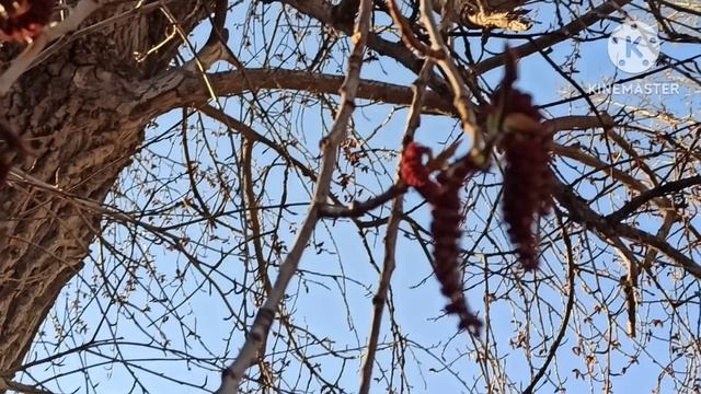 Кристина Мотиватор.Странное видео.Наталья Фальконе впервые жарит котлеты?Лора USA Владычица морская смотреть онлайн