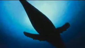 видео про китов для детей смотреть. В Мире Детей!