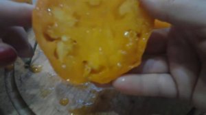 Томат "Оранжевый бизон"