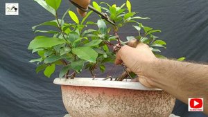 Ficus rubiginosa regular trimming
