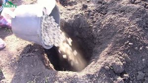 Как посадить пионы из магазина (коробки) - 7 дач
