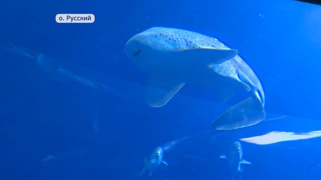Впервые: детеныш акулы-зебры появился на свет в Приморском океанариуме смотреть онлайн
