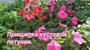 Прищипка кустовой петунии. Нужна или нет? Зацвела "Лавандовое небо".