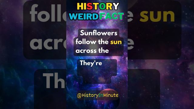 why Sunflower Follows sun?|History Facts|History In Minutes  #history #historyfacts #historyinminut