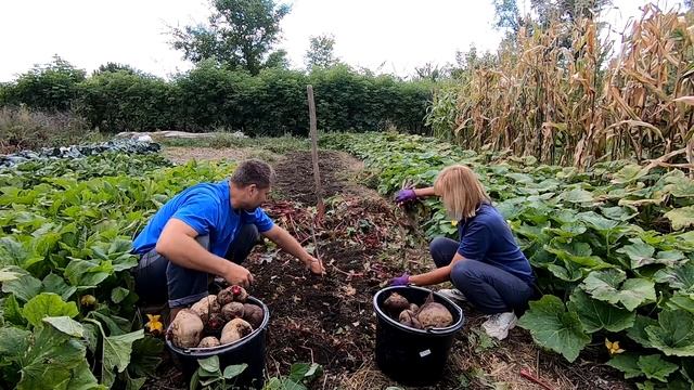 ? Уборка урожая моркови и свеклы ? Жизнь Гордеевых в деревне - Влог 14 смотреть онлайн