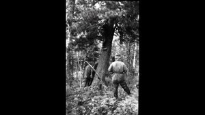 Группа Дятлова. Поход группы Якименко в 1963 году. Кедр и лыжи у ручья