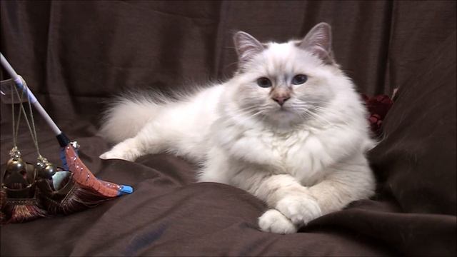 Роскошный кот, породы Священная бирма - Винчи Белые Лапки смотреть онлайн